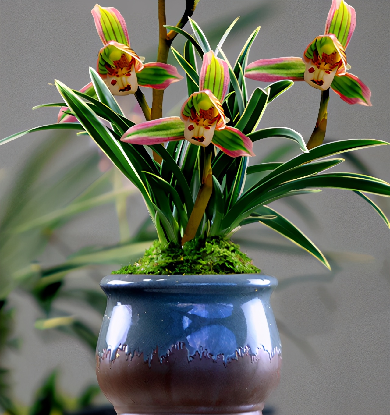 最浓香最好养墨兰名品图片大全,墨兰幽香四溢的养殖方法