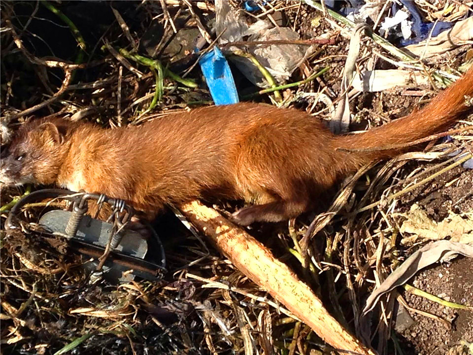 为什么长辈说黄鼠狼不能杀,黄鼠狼为什么不能杀科学依据