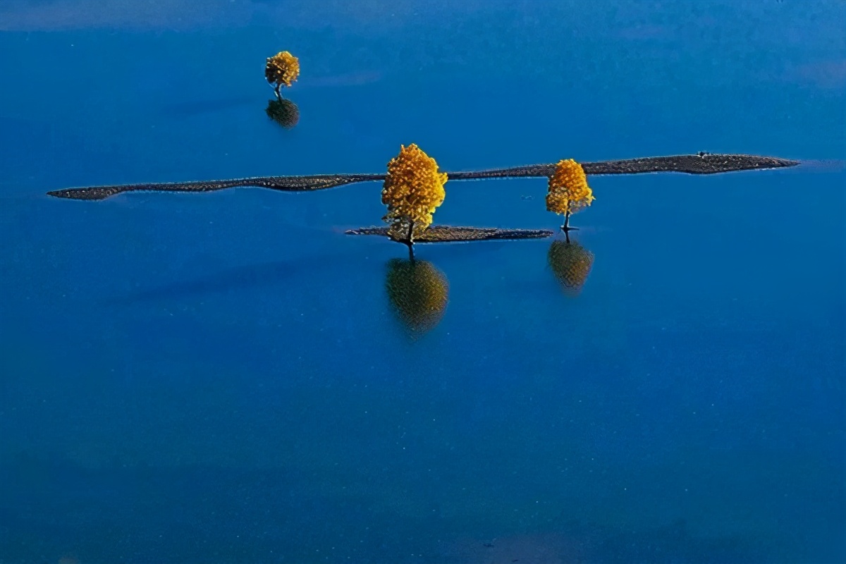 艺术家朗诵不朽的胡杨,千年不朽的胡杨