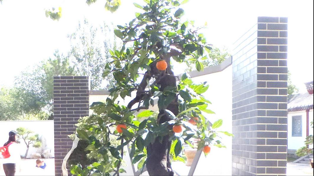 金弹子发芽如何修剪,金弹子扦插发芽后的日常管理