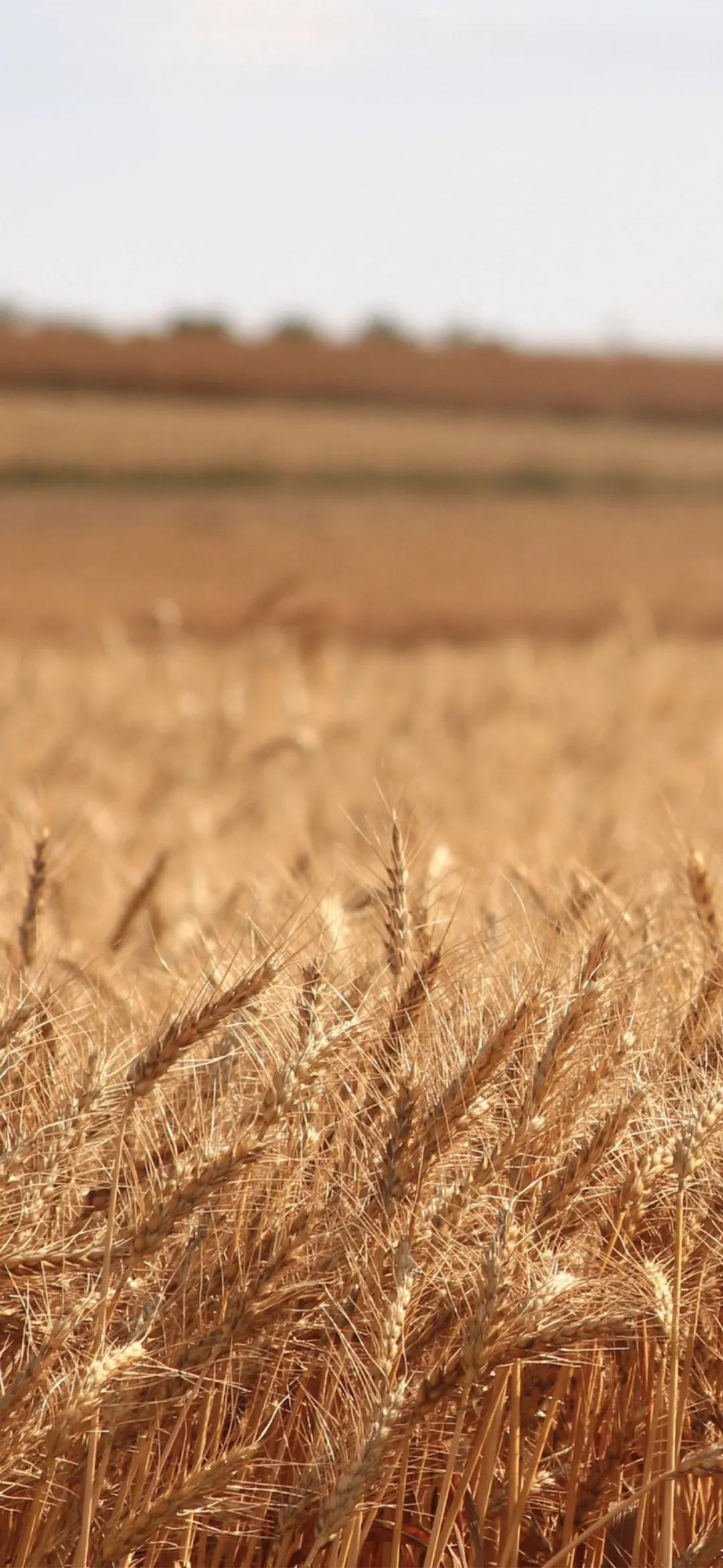 文艺素雅治愈植物手机壁纸,唯美治愈系手机壁纸植物
