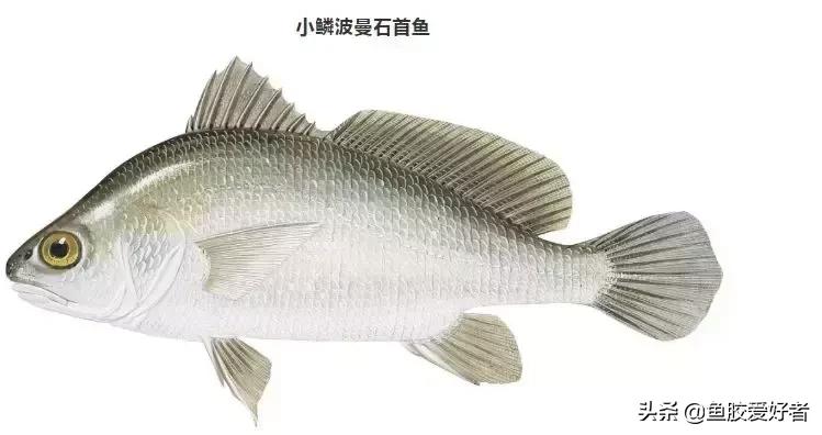 鱼胶网红推荐,鱼胶蜘蛛胶回收多少钱