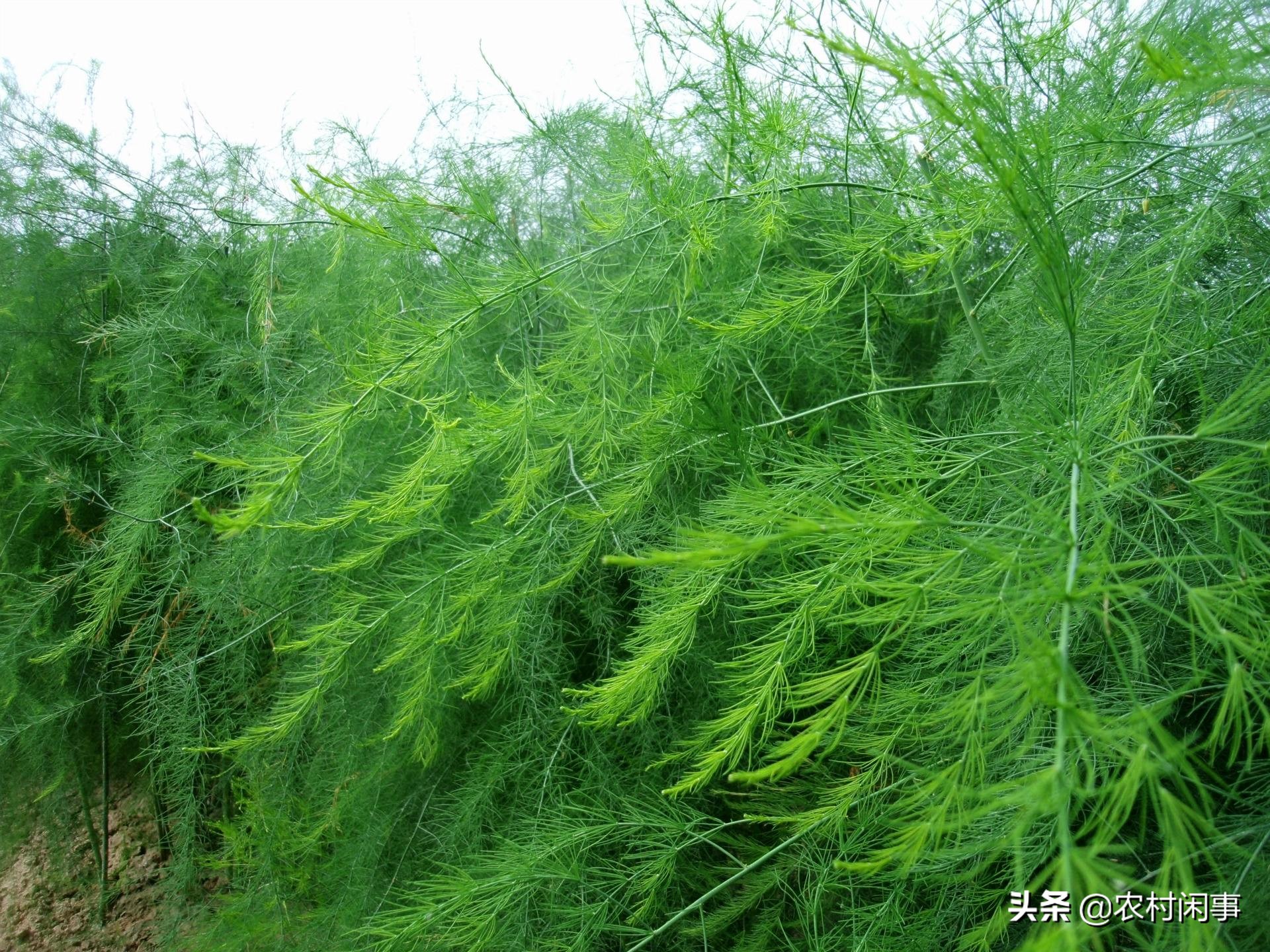 大棚芦笋种植的真实收益,种植芦笋买种子好还是买苗子好呢