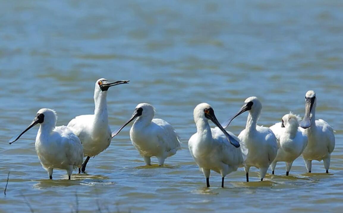 全球十大濒危物种,2024年国家珍贵濒危鸟类