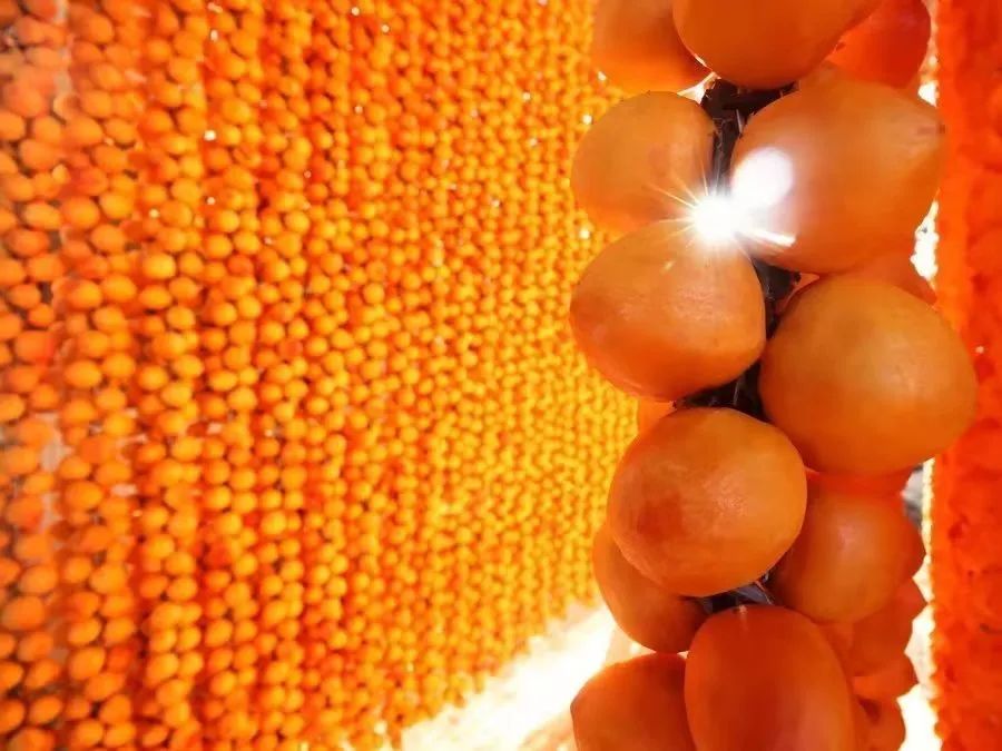 柿子红了美了家乡,柿子红了乡村