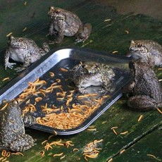 最新人工养殖消息,人工养殖最新消息今天