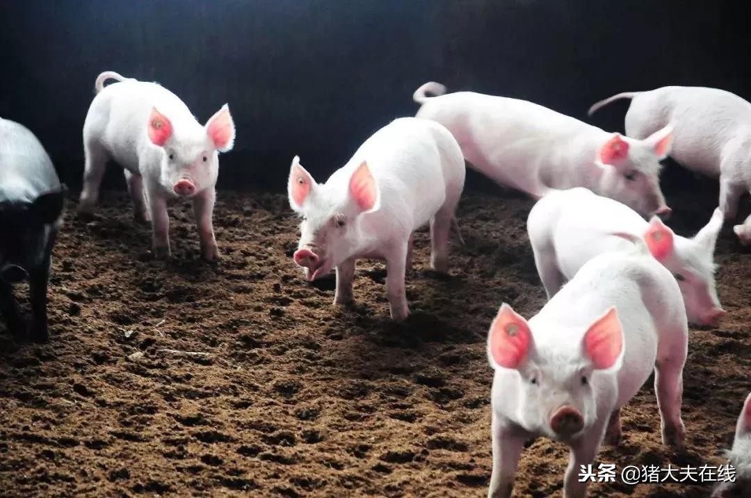 “京东猪”与网易、阿里养的猪有何异同?