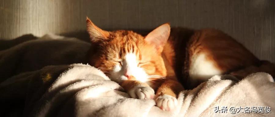 出远门猫咪想主人的表现,猫咪出远门坐什么车最好