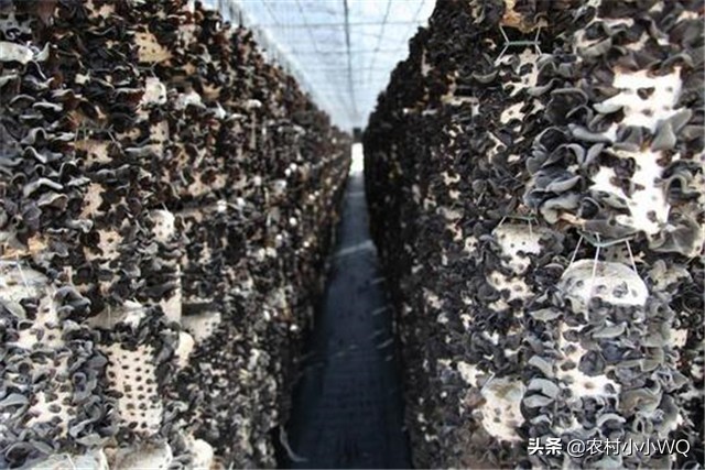 木耳栽培技术,木耳栽培技术视频