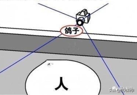 鸽子为什么这么大？懂数学的给出了答案