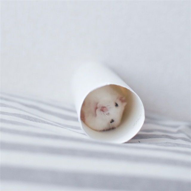 仓鼠躺手吃美食,虽然看着很可爱,但饲主内心很复杂