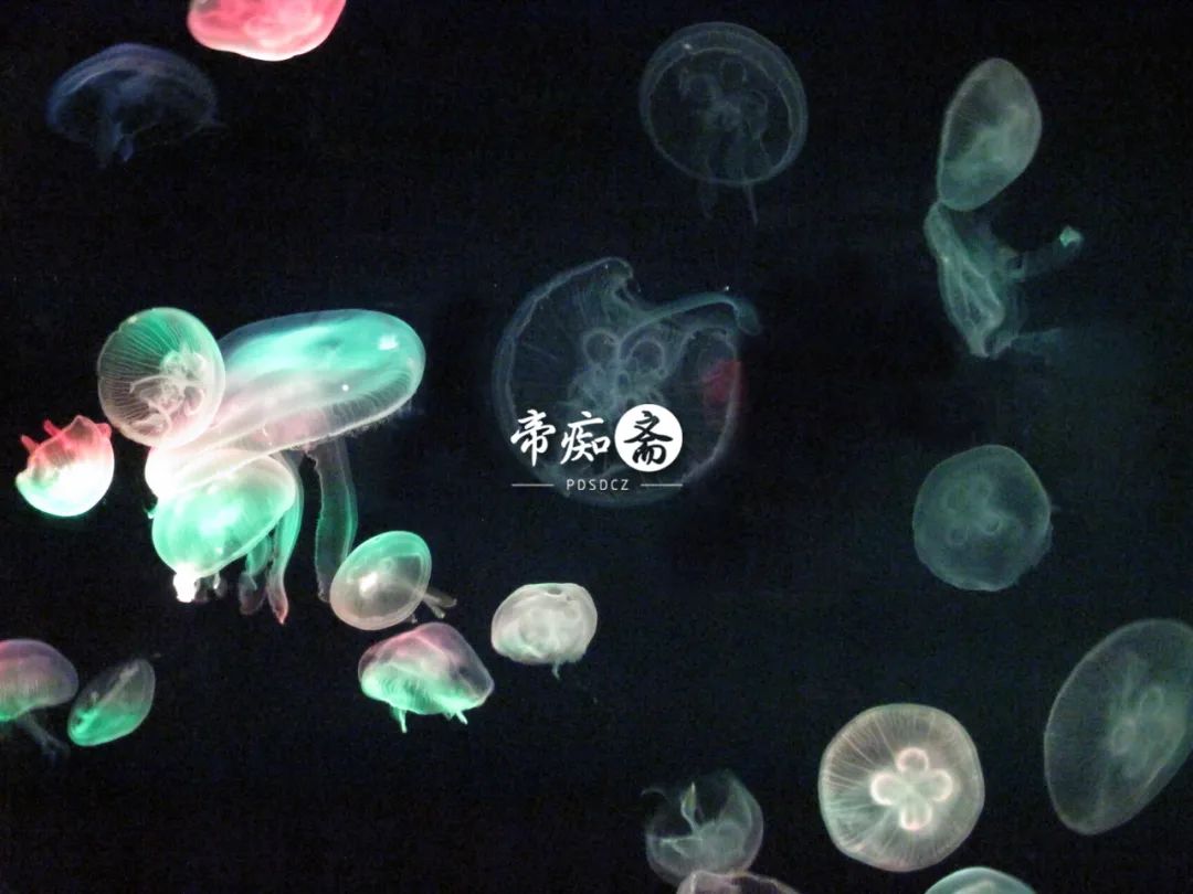 海底世界大比拼,海底世界大战