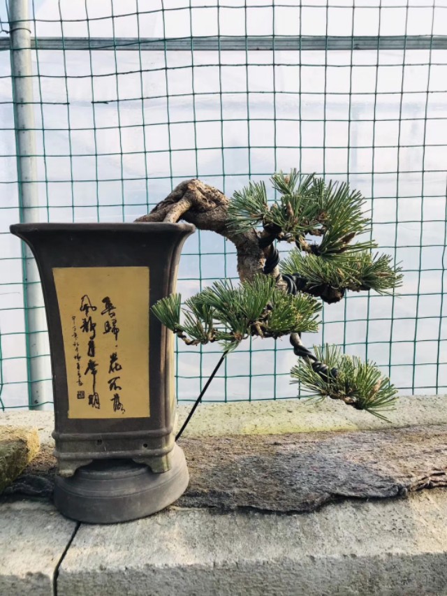 黑松矮霸制作过程 (黑松盆景拥有顽强的生命力)