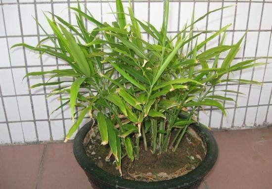 盆栽的生姜为什么生长慢,生姜发芽的土里可以种花吗