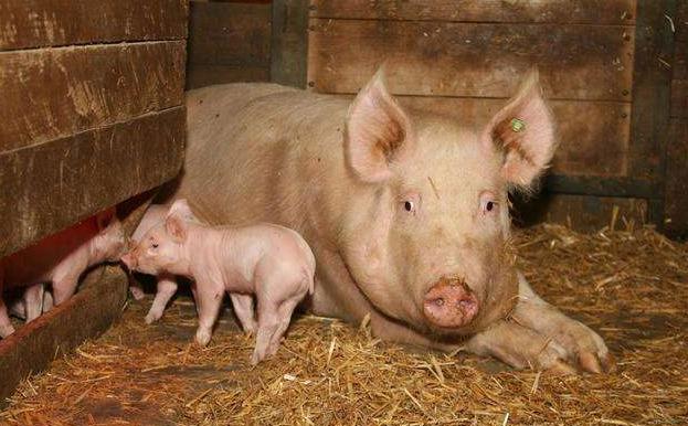 母猪吃食正常但见瘦怎么回事,母猪厌食后的症状