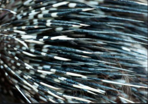 豪猪刺有多厉害?一扎进去难去除,狗狗经常扎成筛子