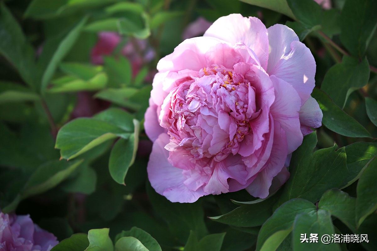 大院绿化的回忆——顺便看看院里的芍药定个究竟有多少种？