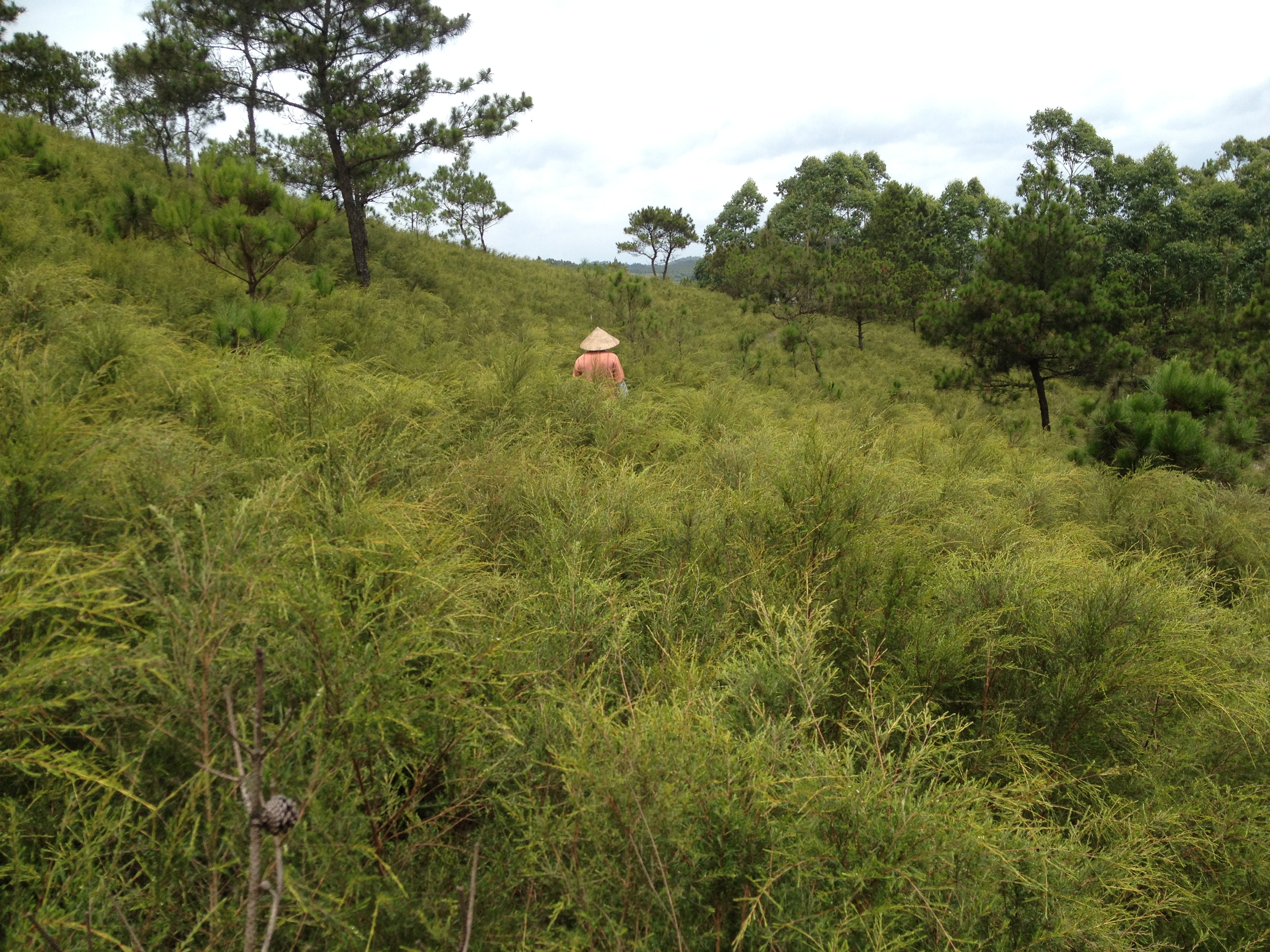 广西特色香料资源与产业现状