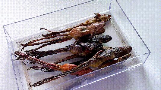 150元买一斤雪蛤,雪蛤20克整只