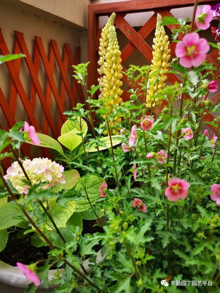 （2021）园丁奖阳台组《008号》星星的花园