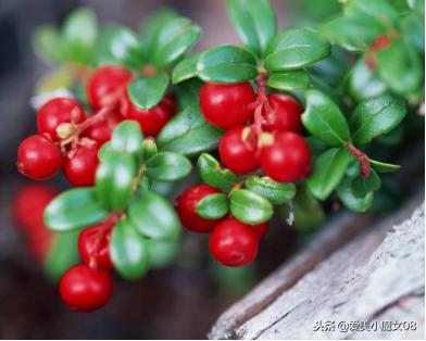 不懂成分千万别乱用,不懂这些干货怎么美白都是白费