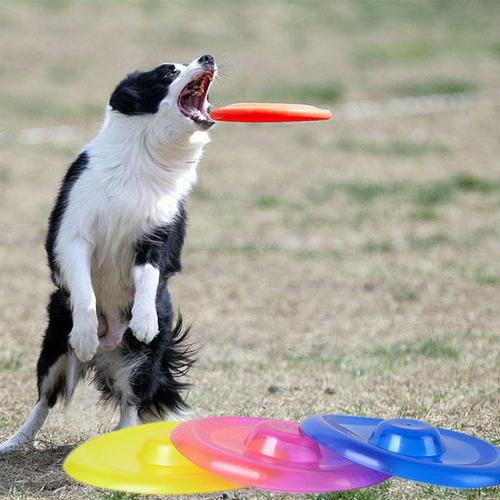 边牧不训练会不会成傻狗,边牧犬为什么不建议养成