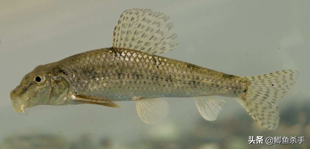 渔民沙里趴现状,渔民为什么不能沙里趴