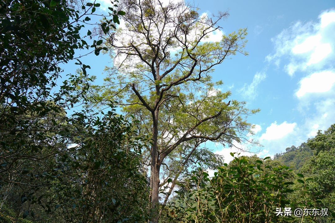 无量山普洱茶有哪些著名山头,无量山普洱茶属于哪个产区