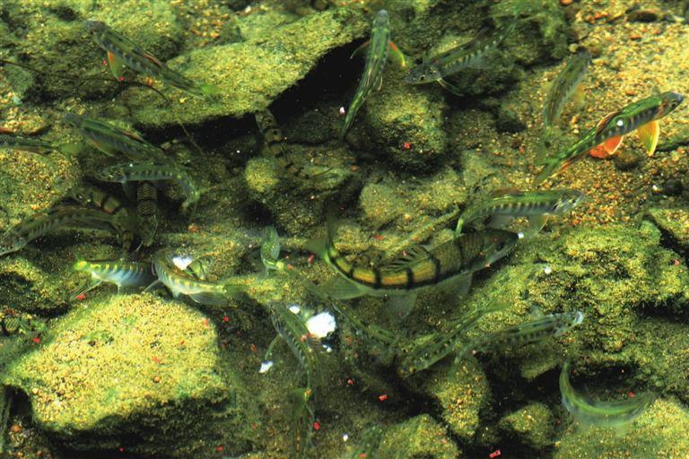 冬天在溪流里面怎么选钓位,溪流钓鱼选位技巧