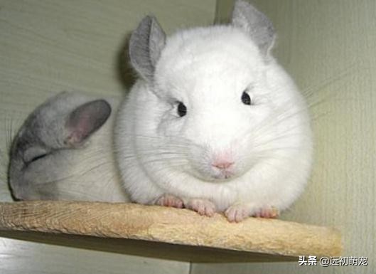 养龙猫要注意什么,龙猫运输注意事项