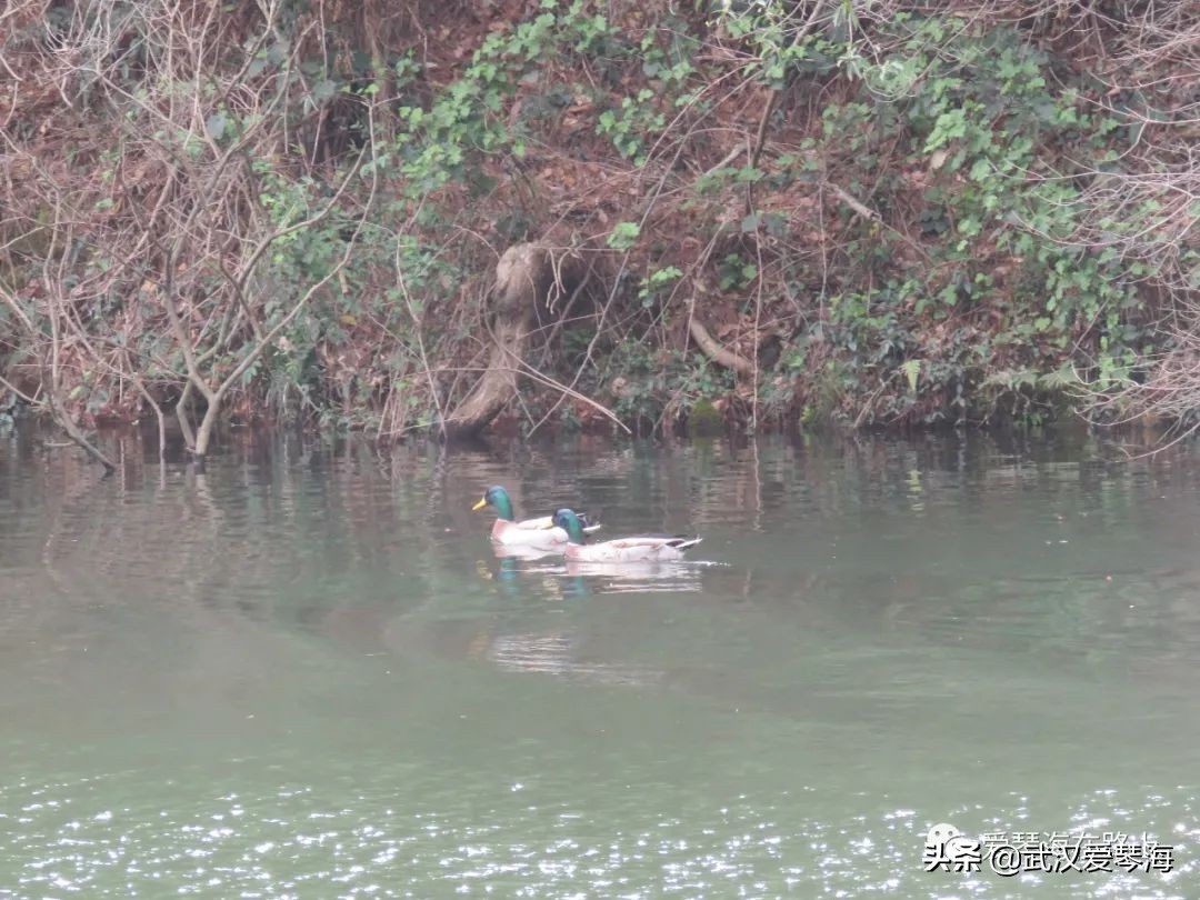 清凉寨樱花烂漫,清凉寨野景