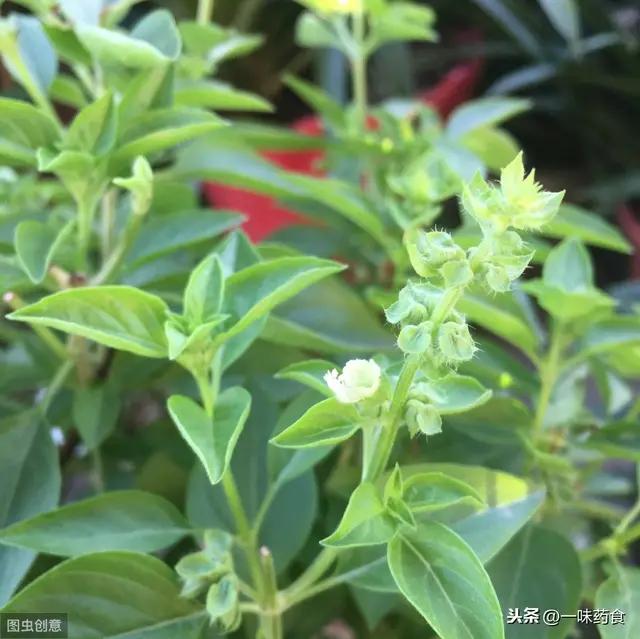 九层塔金不换是什么菜,九层塔是不是又叫金不换