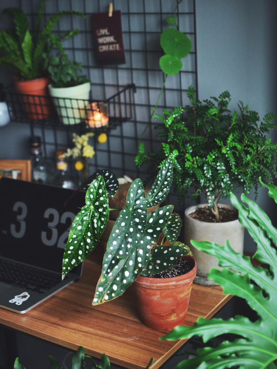 十大客厅耐阴绿植冬天不死的植物,适合室内的耐阴植物大全