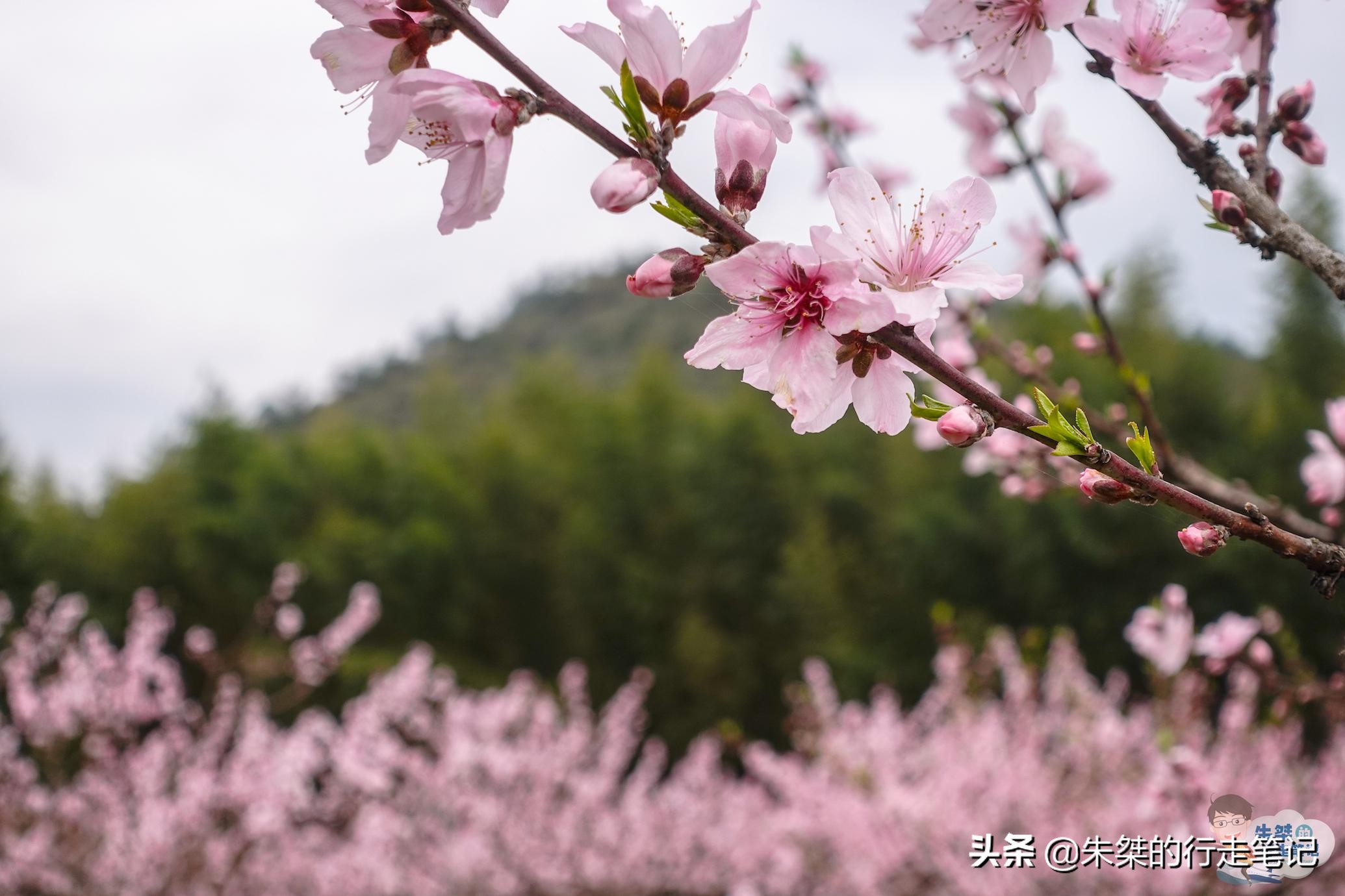 春日莫干山,莫干山春日茶会图片