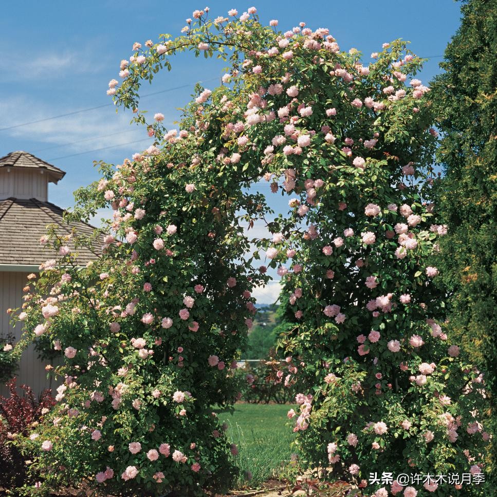 藤本月季蔷薇怎么养殖,藤本月季冬季不掉叶