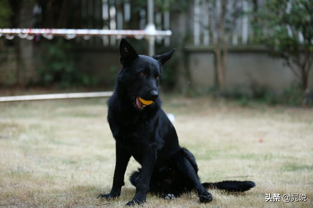 养条狗就不会孤单了,养条狗德牧