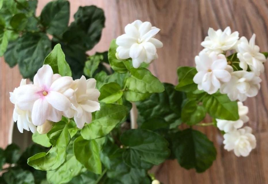 养两年茉莉换盆的正确方法,茉莉小苗怎么把杆子养粗