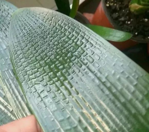 1个洋葱丢盆里,花朵砰砰开,一下能变2个头,省钱了!