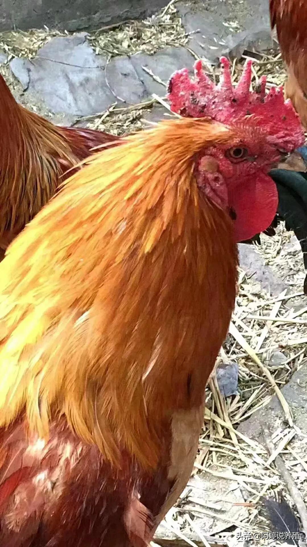 鸡眼睛长鸡痘怎么治,鸡得鸡痘病怎么治疗