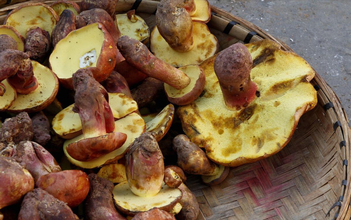 云南有什么特产可以带回家,云南补品十大特产