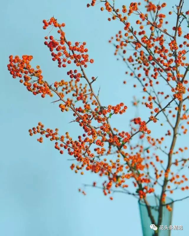 最优质的北美冬青,北美冬青性价比高的