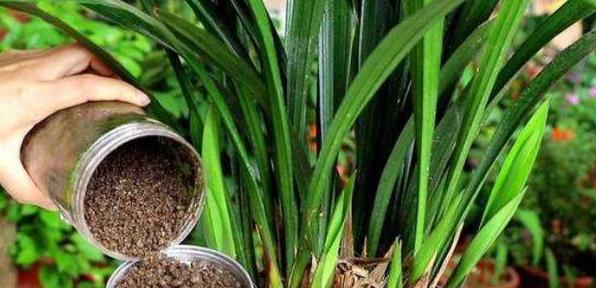 如何让盆栽花根越长越壮,往土里加点它,植物叶绿根壮开花早