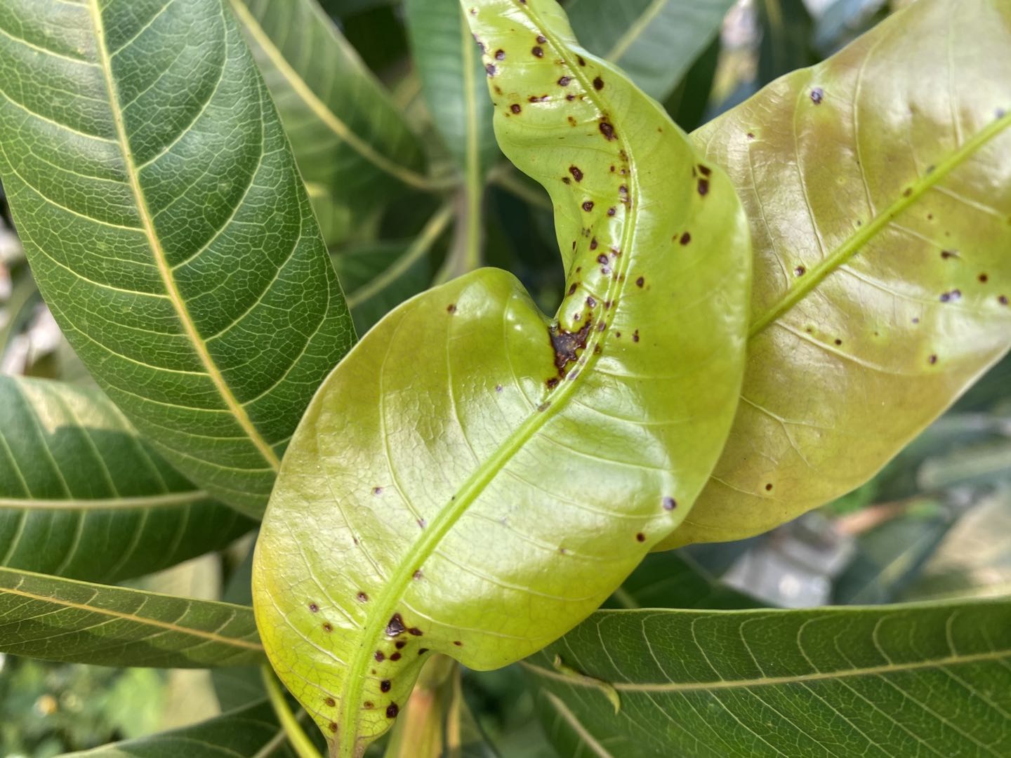 芒果叶片发黑是什么原因,芒果黑斑很严重吃了会有什么后果