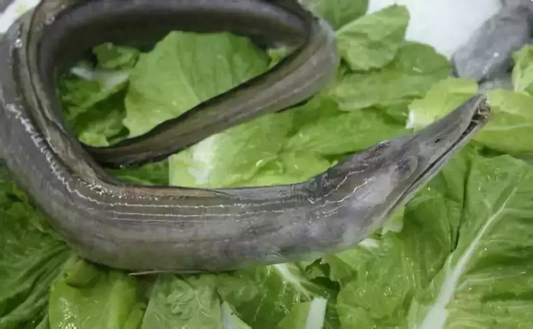 防城港怎么吃海鲜便宜不被坑,防城港干货海鲜有哪些