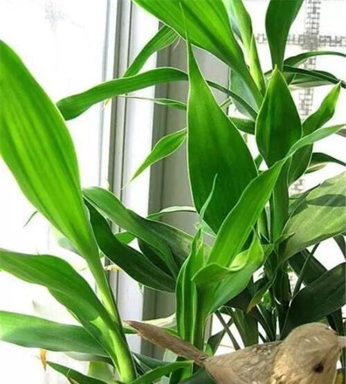 水培富贵竹黄叶怎么办？找准对策，根系壮，叶片多，绿油油