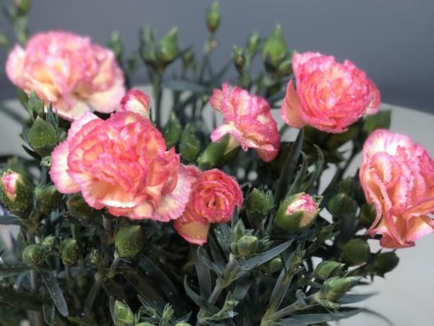 母亲节为什么要送康乃馨,母亲节33朵康乃馨什么寓意