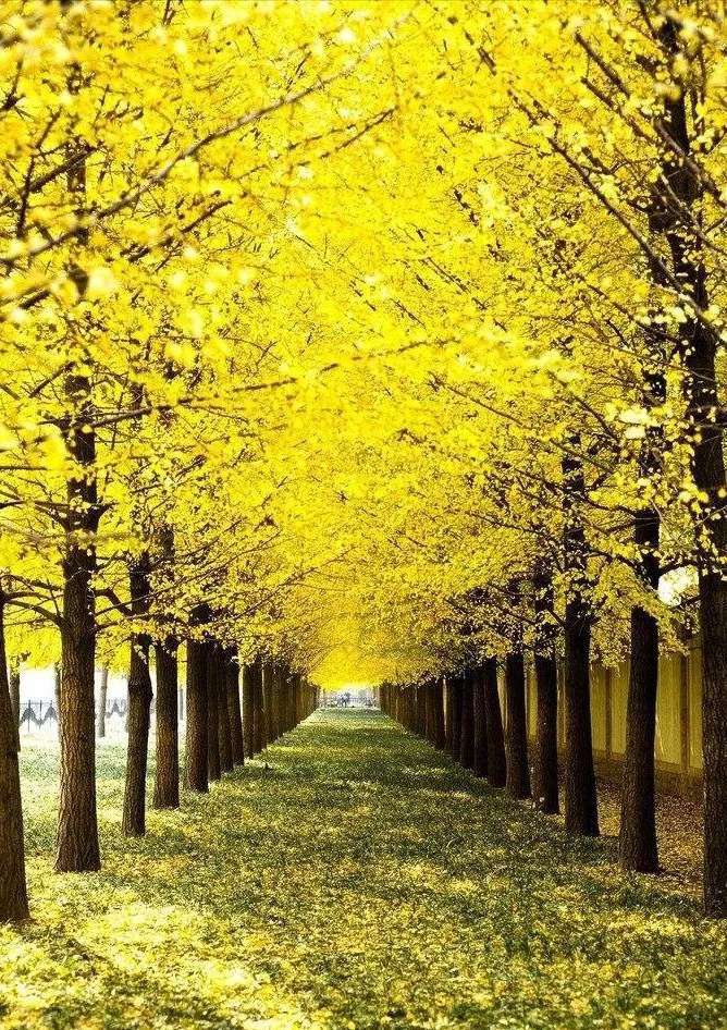 深秋的思念歌曲原唱,深秋的思念散文诗