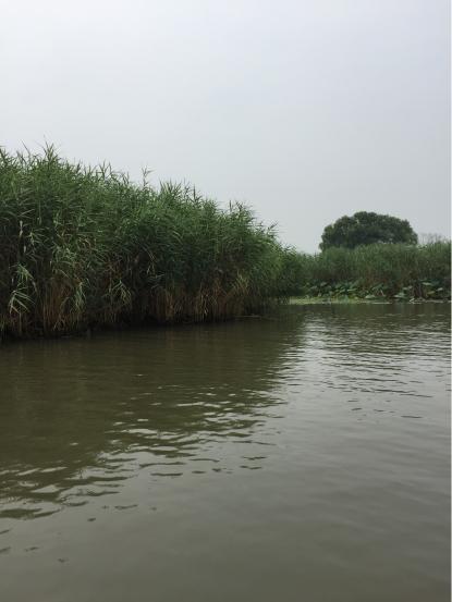 坐船观风景白洋淀一日游,白洋淀一日游语句