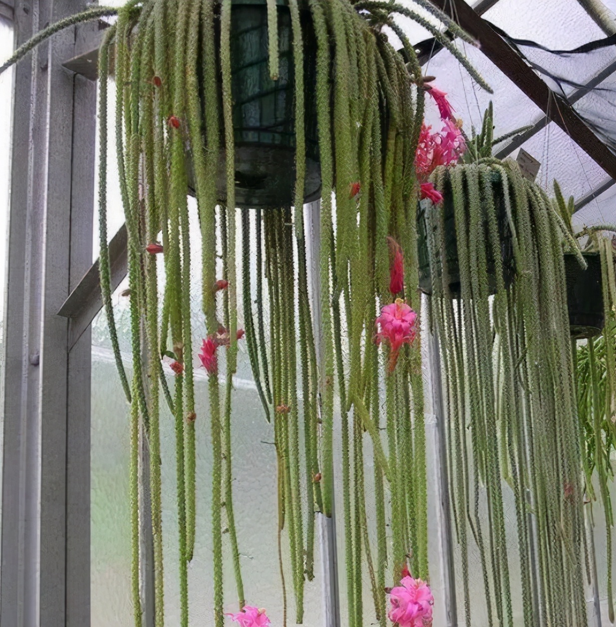 多肉养成垂吊,好养的垂吊多肉