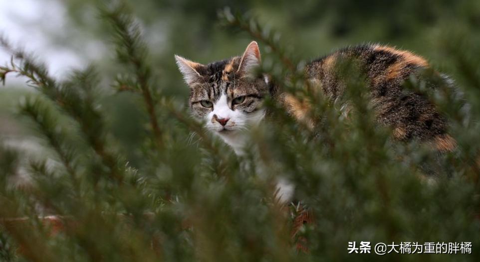 如何带着猫咪自驾游,带着小猫自驾游猫咪怎么上厕所